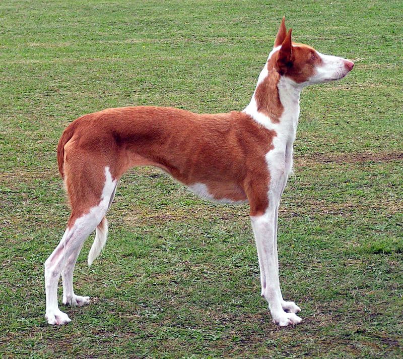 Podenco z Ibizy — przedstawiciel rasy