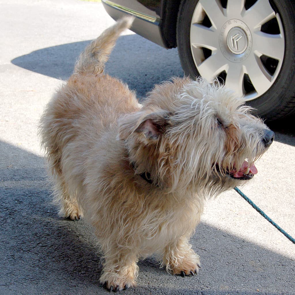 Irish Glen of Imaal Terrier — przedstawiciel rasy