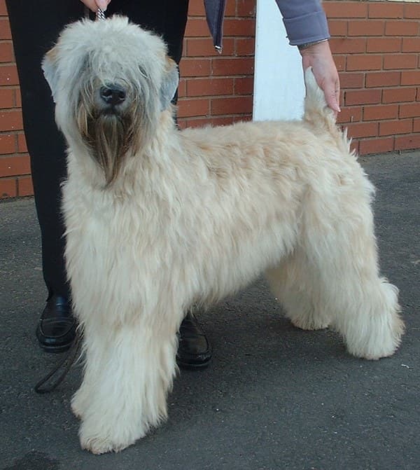 Irish Soft Coated Wheaten Terrier — przedstawiciel rasy