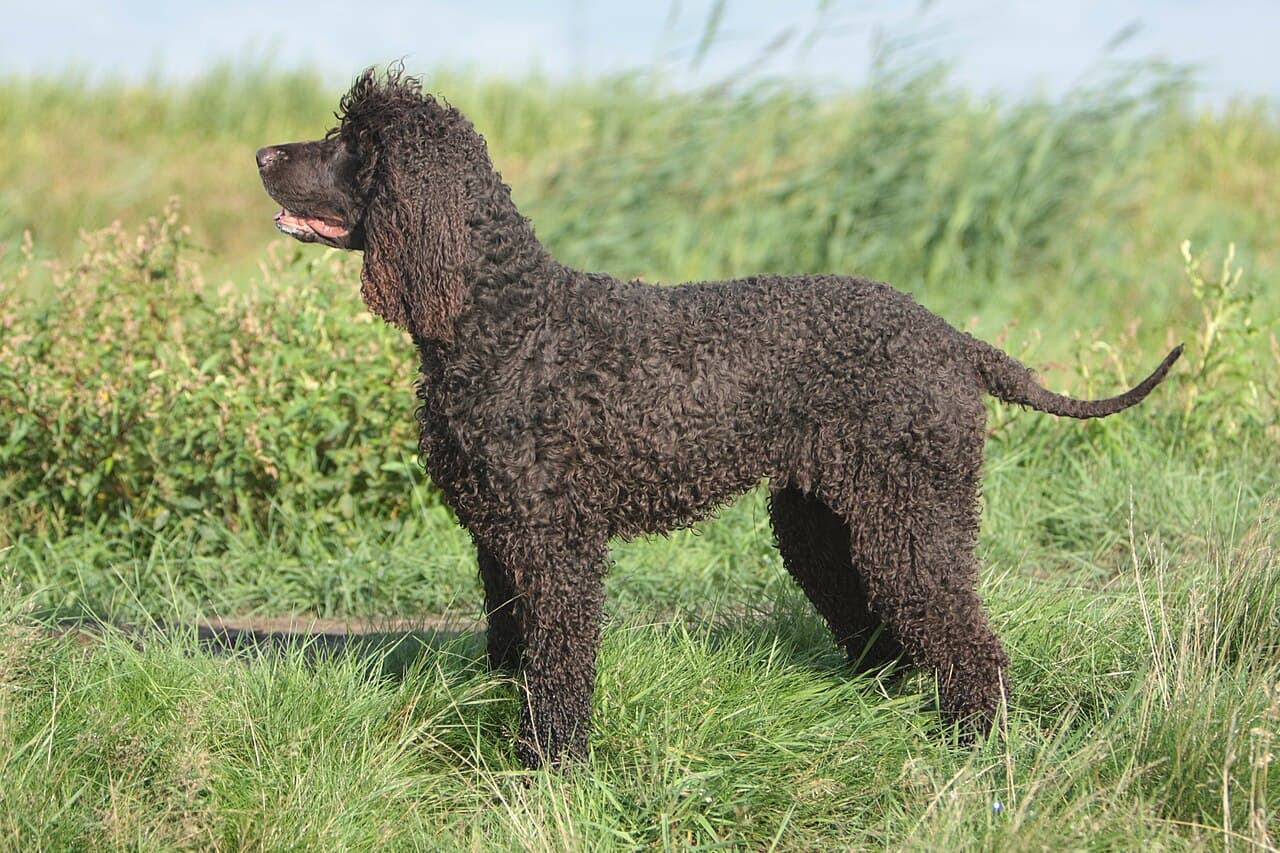 Irlandzki spaniel dowodny — przedstawiciel rasy