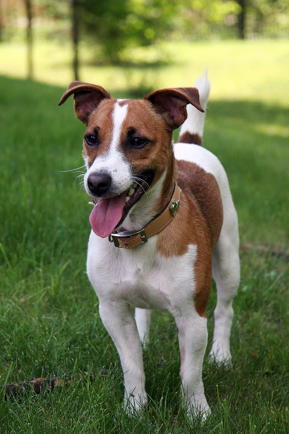 Jack Russell Terrier — przedstawiciel rasy