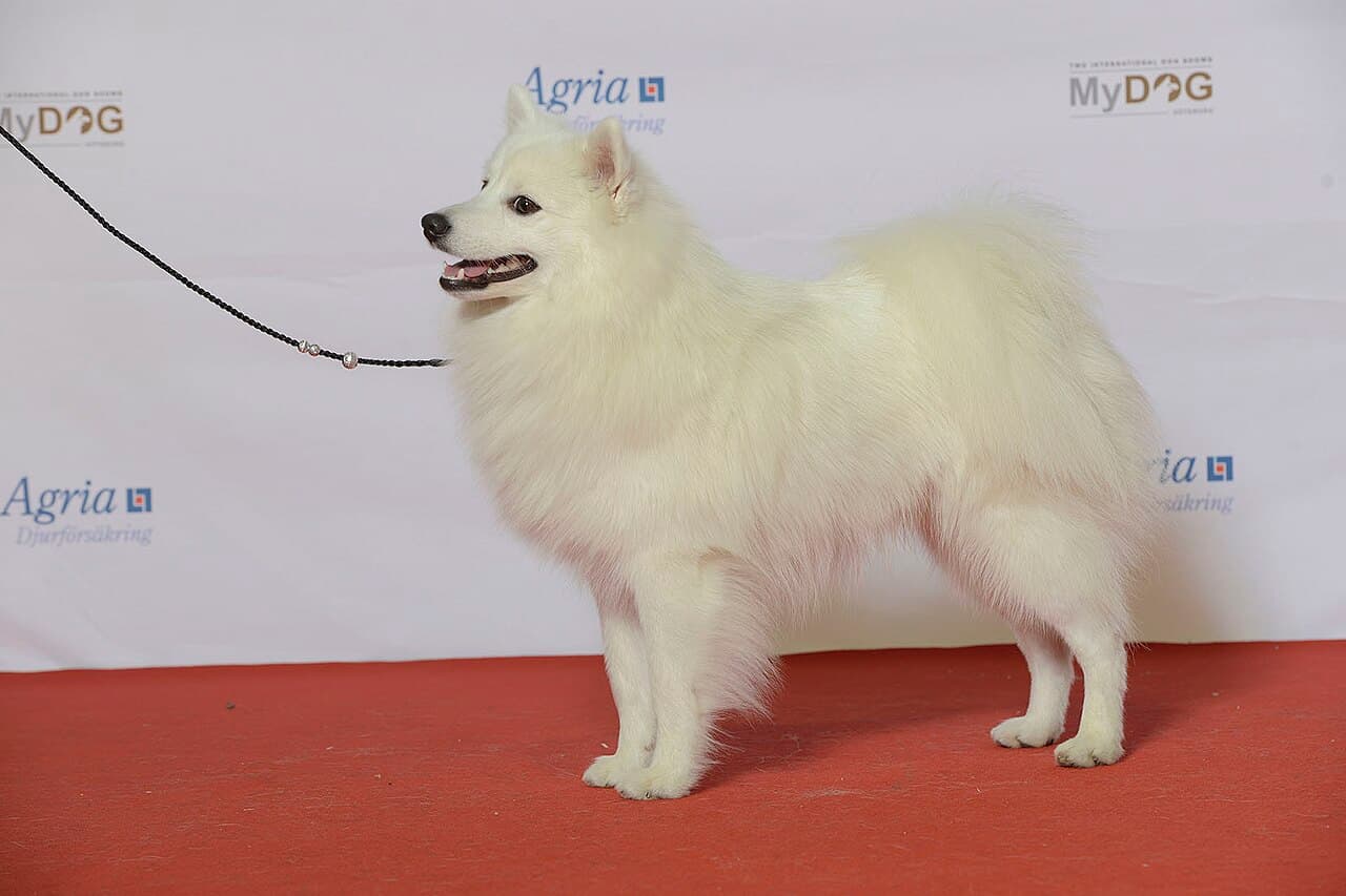 Szpic japoński — przedstawiciel rasy