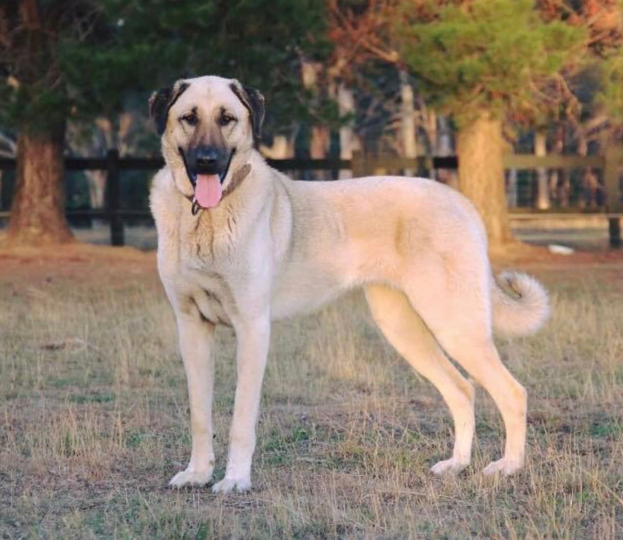 Kangal — przedstawiciel rasy
