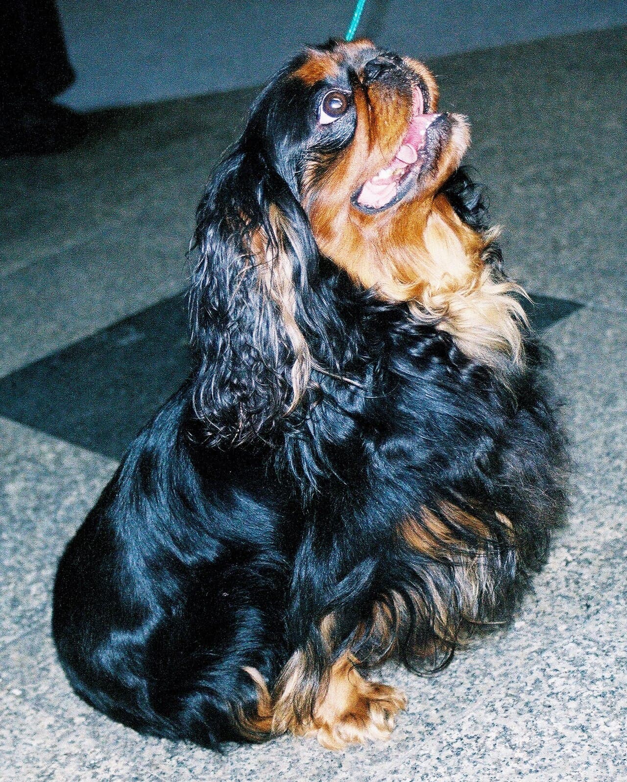 King Charles Spaniel — przedstawiciel rasy