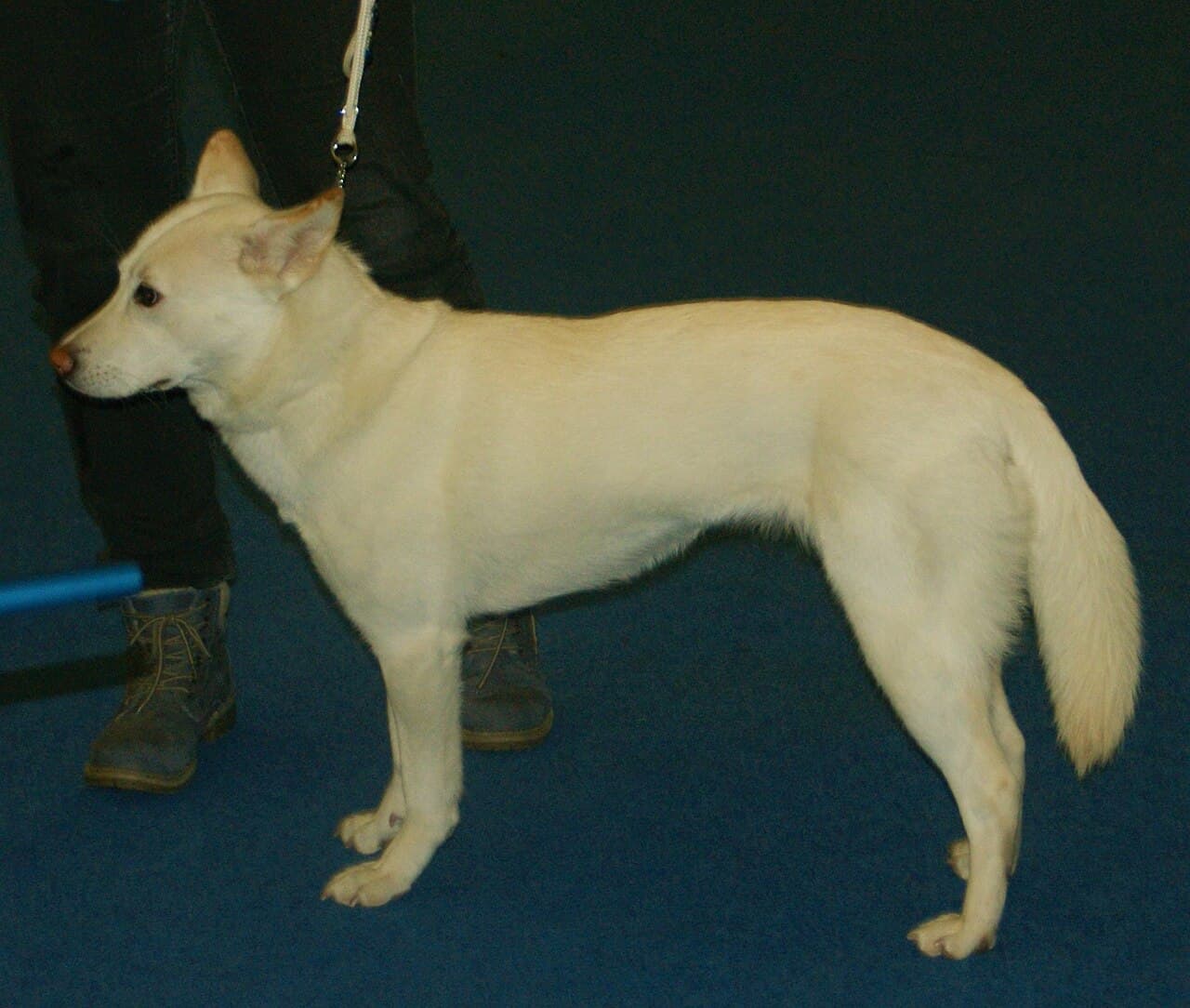 Korea Jindo Dog — przedstawiciel rasy