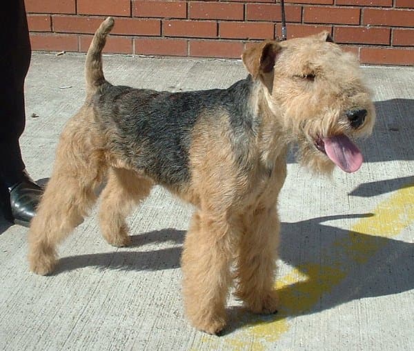 Lakeland Terrier — przedstawiciel rasy