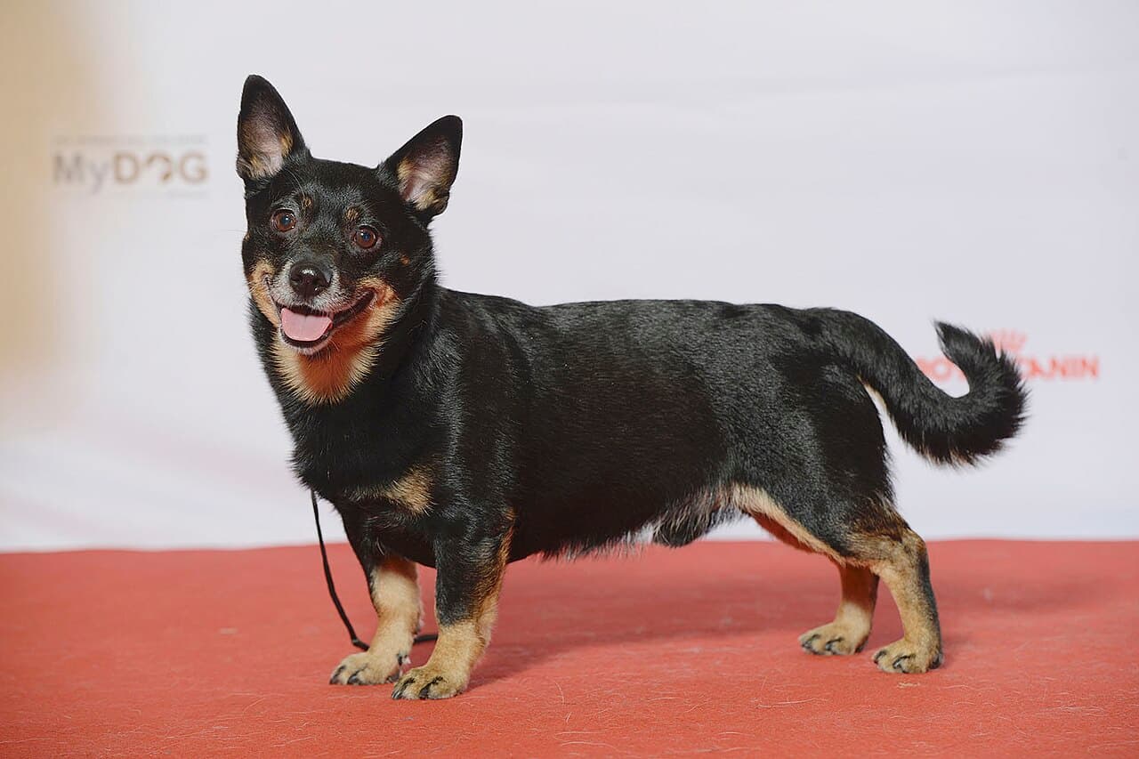 Lancashire Heeler — przedstawiciel rasy