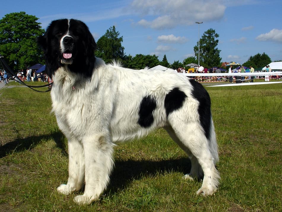 Landseer (typ kontynentalno-europejski) — przedstawiciel rasy