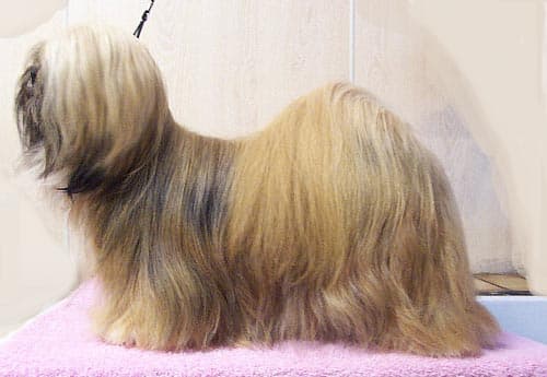 Lhasa Apso — przedstawiciel rasy