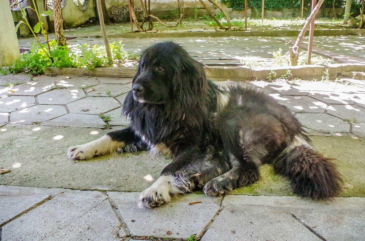 Macedonian Shepherd Dog Karaman — przedstawiciel rasy