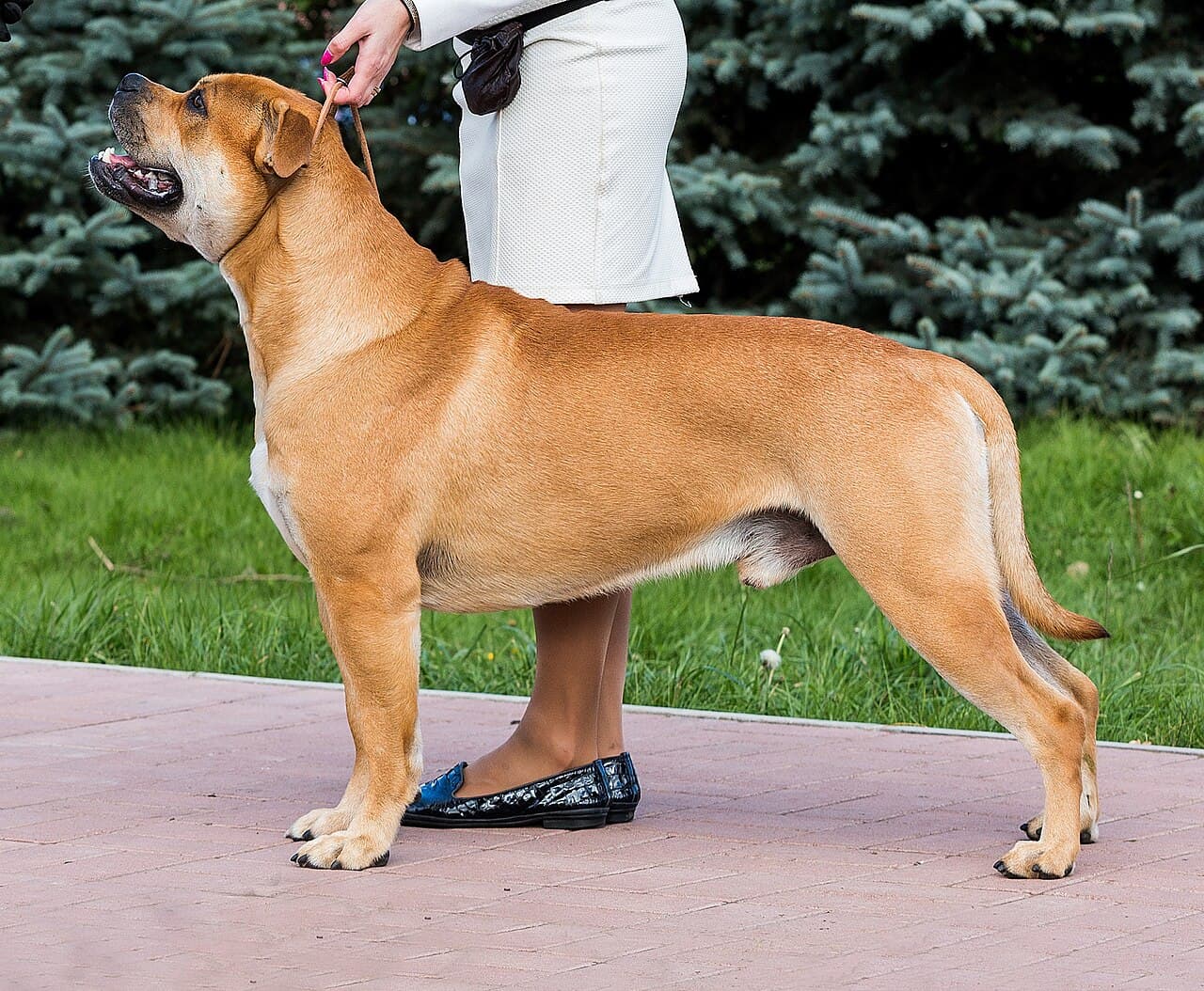 Dog z Majorki — przedstawiciel rasy