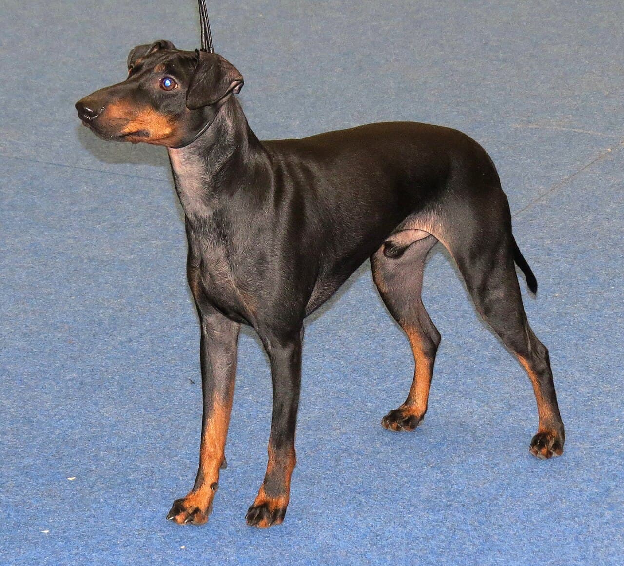 Manchester Terrier — przedstawiciel rasy
