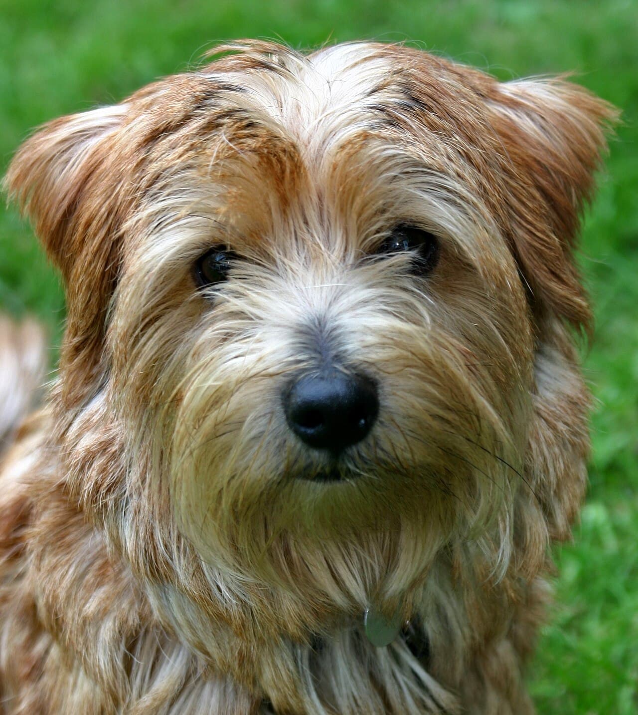 Norfolk Terrier — przedstawiciel rasy