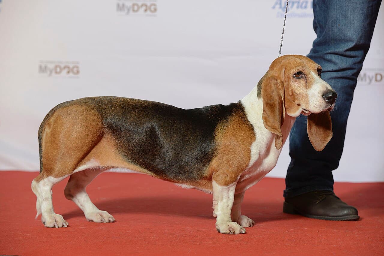 Basset artezyjsko-normandzki — przedstawiciel rasy