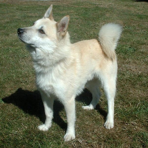 Norsk Buhund — przedstawiciel rasy