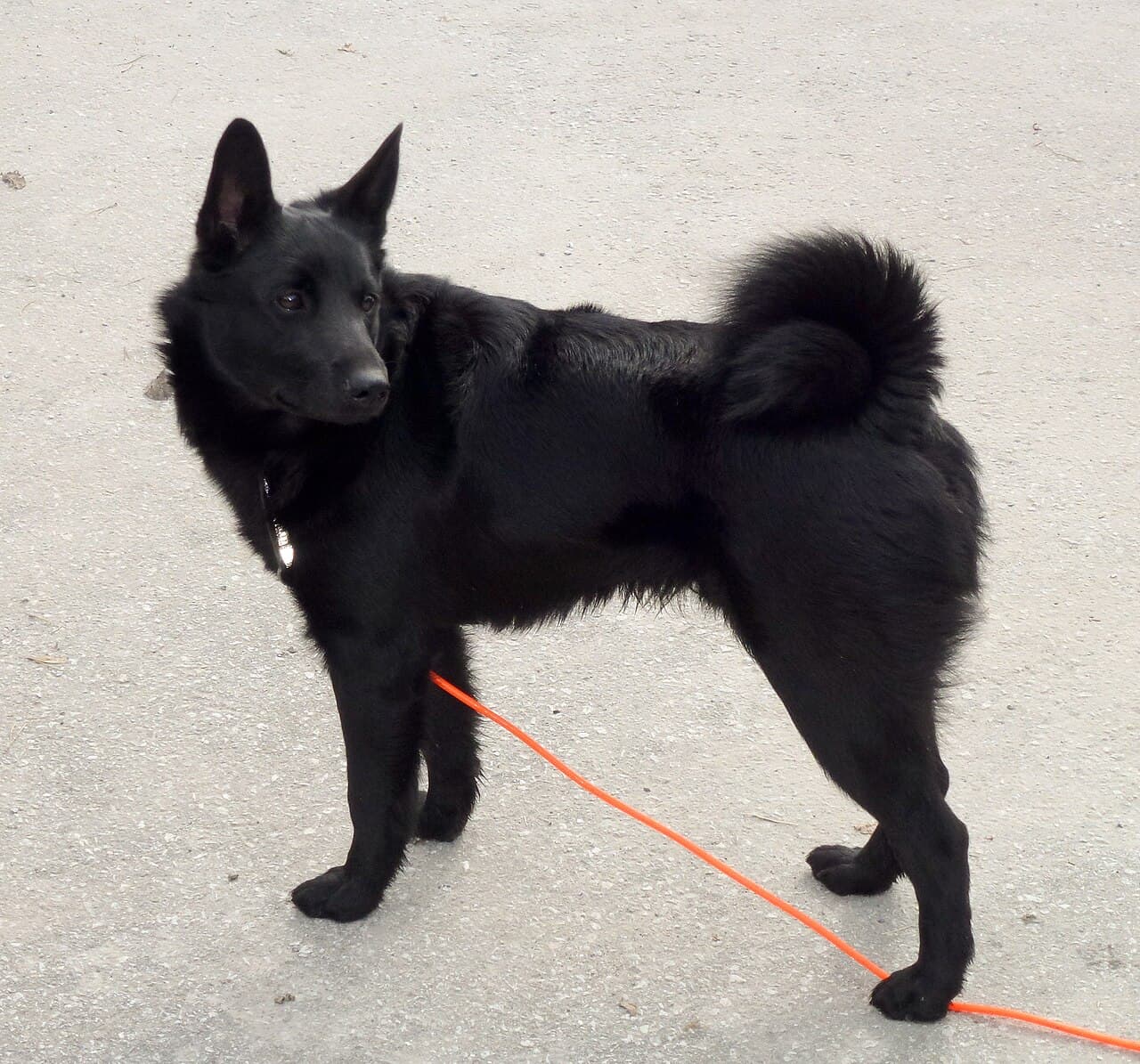 Elkhund czarny — przedstawiciel rasy