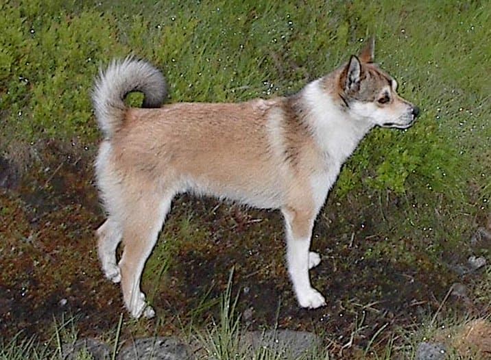 Norsk Lundehund — przedstawiciel rasy