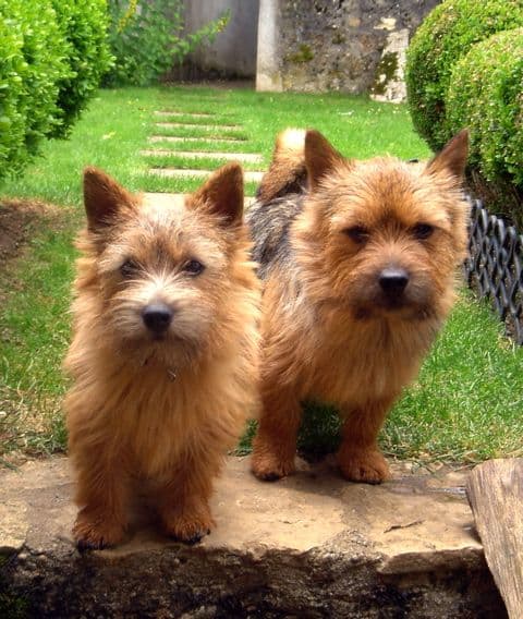 Norwich Terrier — przedstawiciel rasy