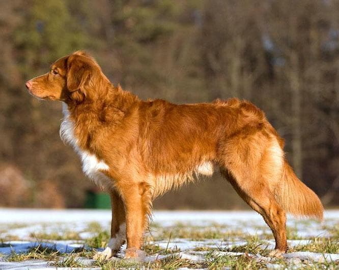 Nova Scotia Duck Tolling Retriever — przedstawiciel rasy