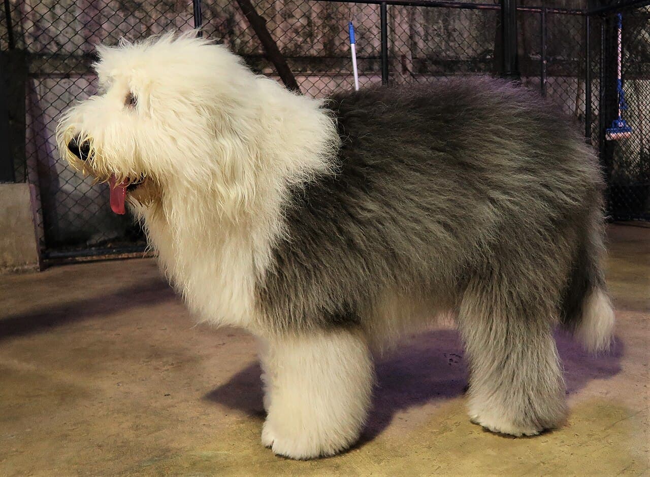 Owczarek staroangielski - Bobtail — przedstawiciel rasy