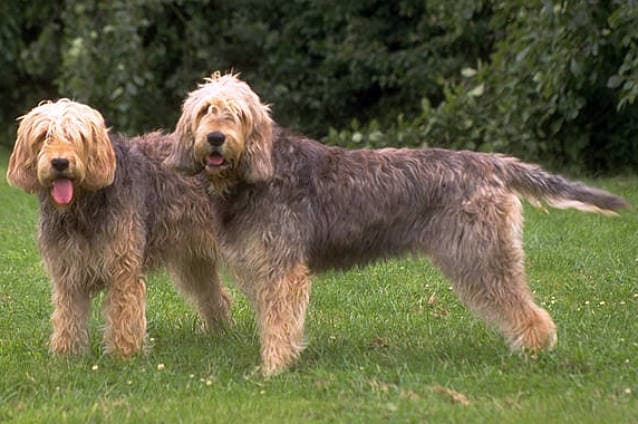 Otterhound — przedstawiciel rasy
