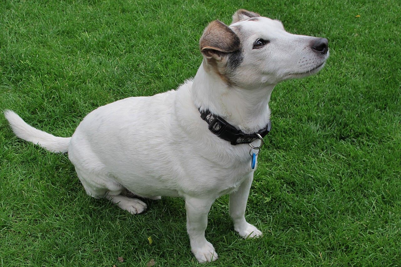 Parson Russell Terrier — przedstawiciel rasy