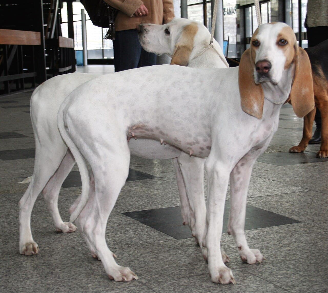 Porcelaine — przedstawiciel rasy