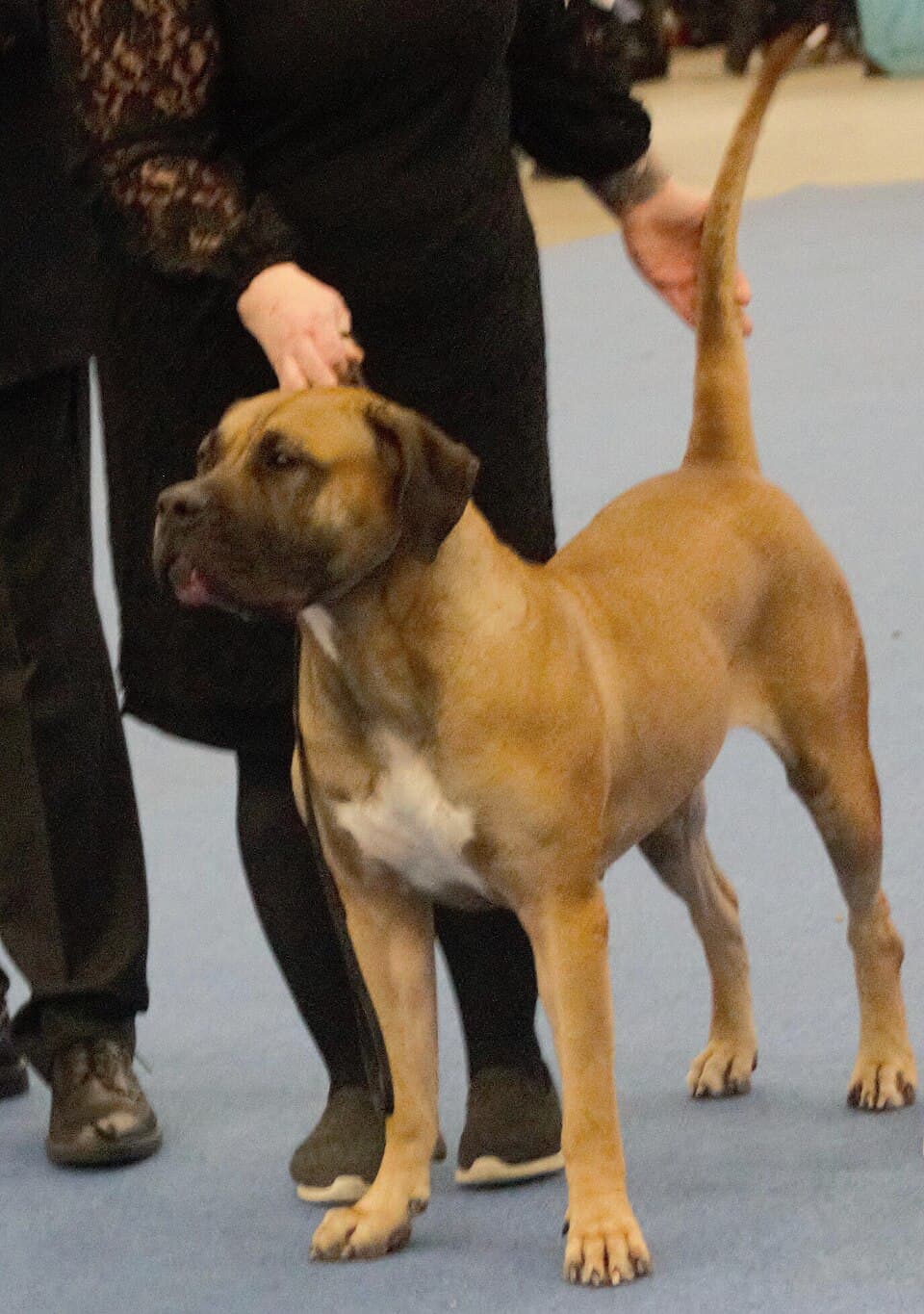 Presa Canario — przedstawiciel rasy