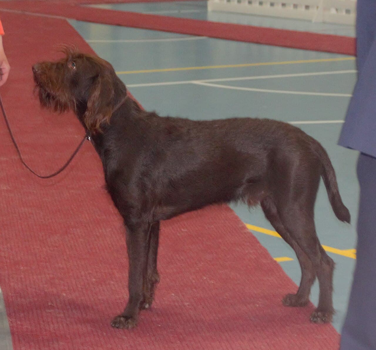 Pudelpointer — przedstawiciel rasy