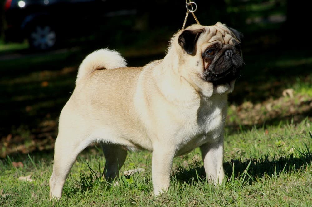 Mops — przedstawiciel rasy