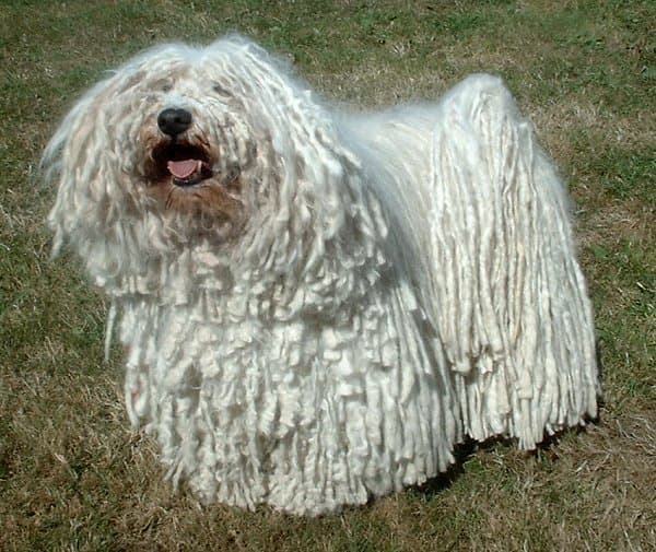 Puli — przedstawiciel rasy
