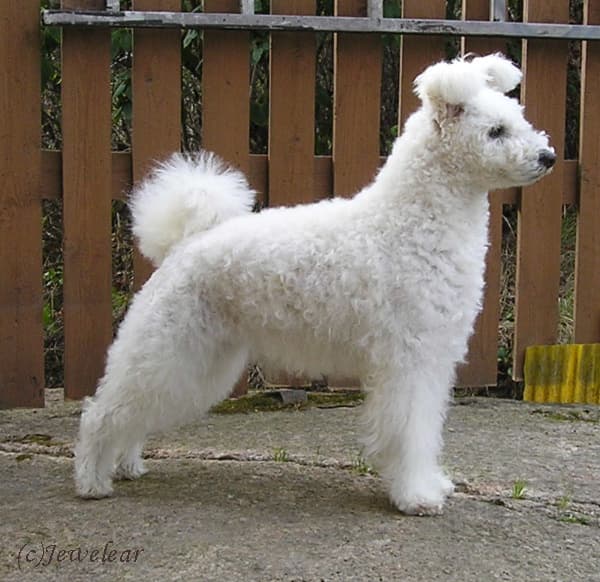Pumi — przedstawiciel rasy