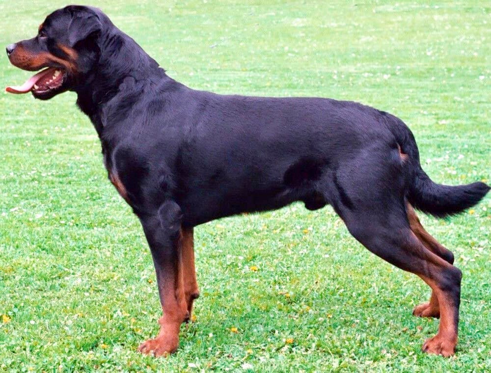 Rottweiler — przedstawiciel rasy