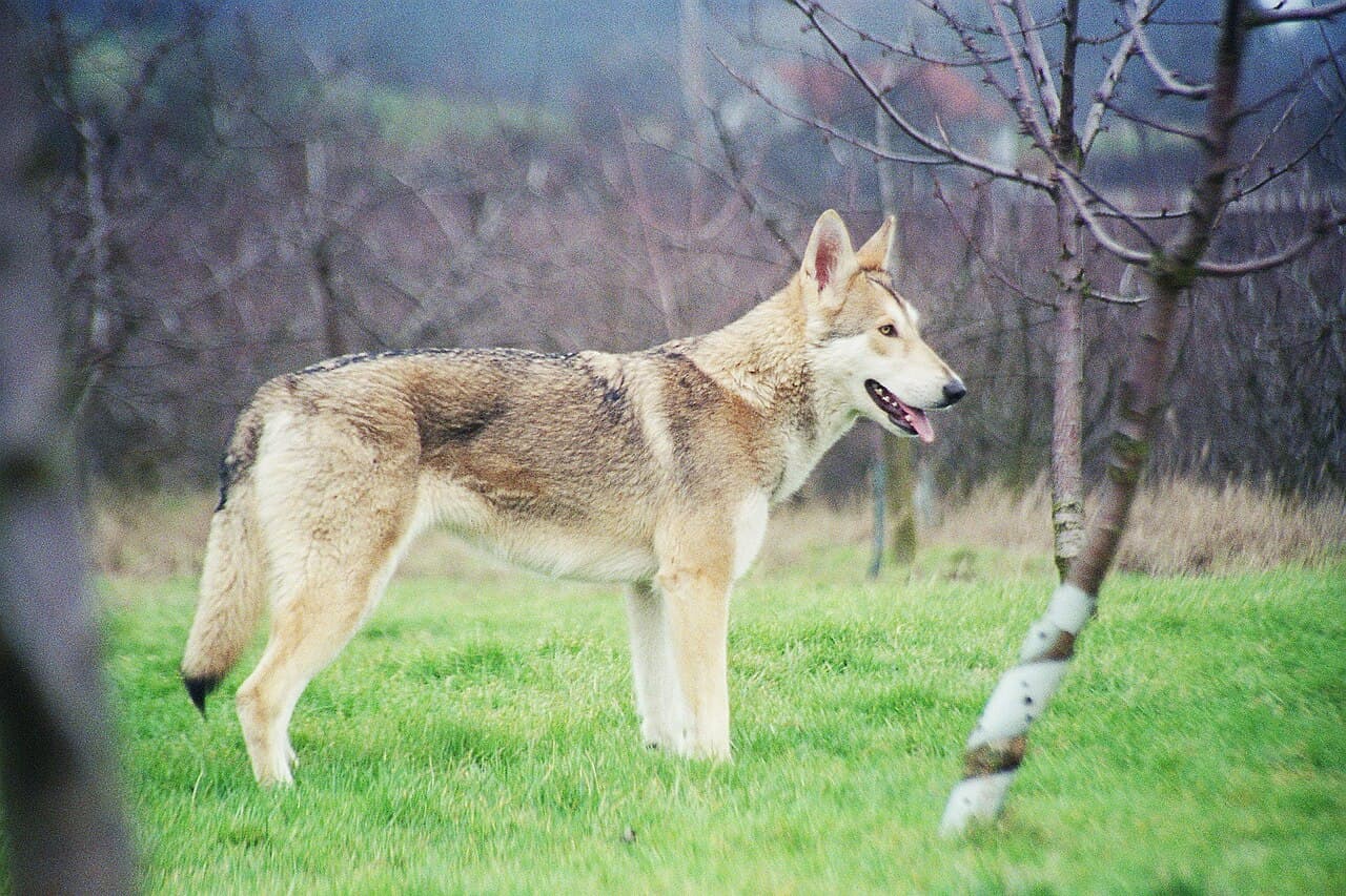 Saarlooswolfhond — przedstawiciel rasy