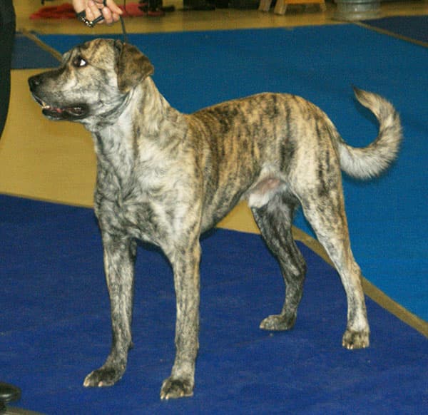 Cão Fila de São Miguel — przedstawiciel rasy