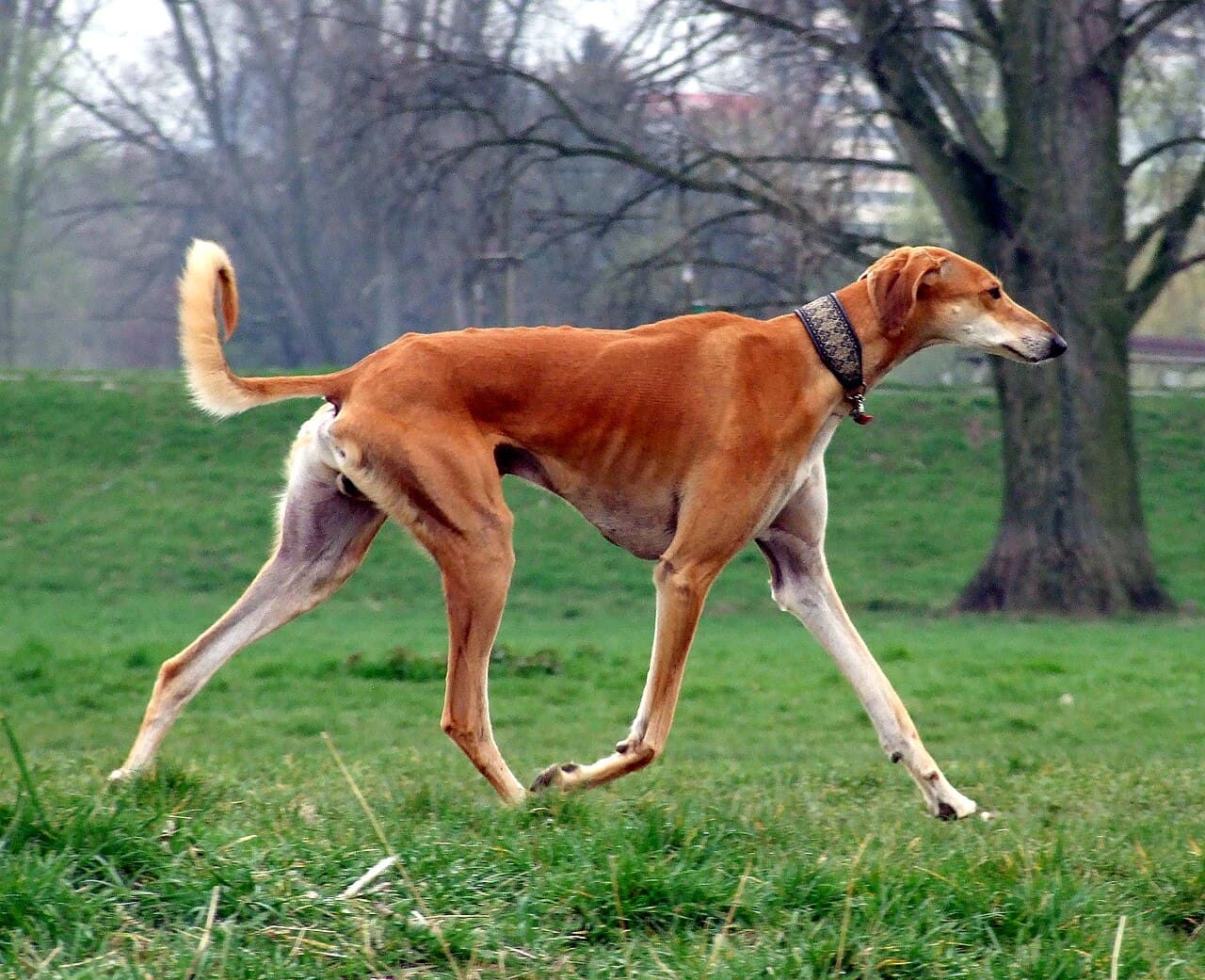 Chart perski - Saluki — przedstawiciel rasy