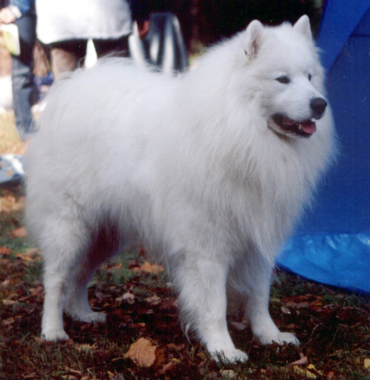 Samoyed — przedstawiciel rasy