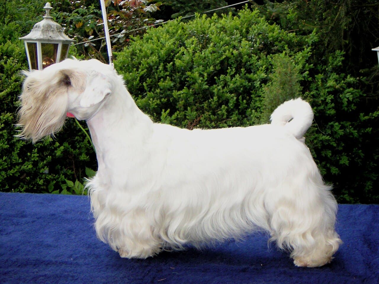 Sealyham Terrier — przedstawiciel rasy