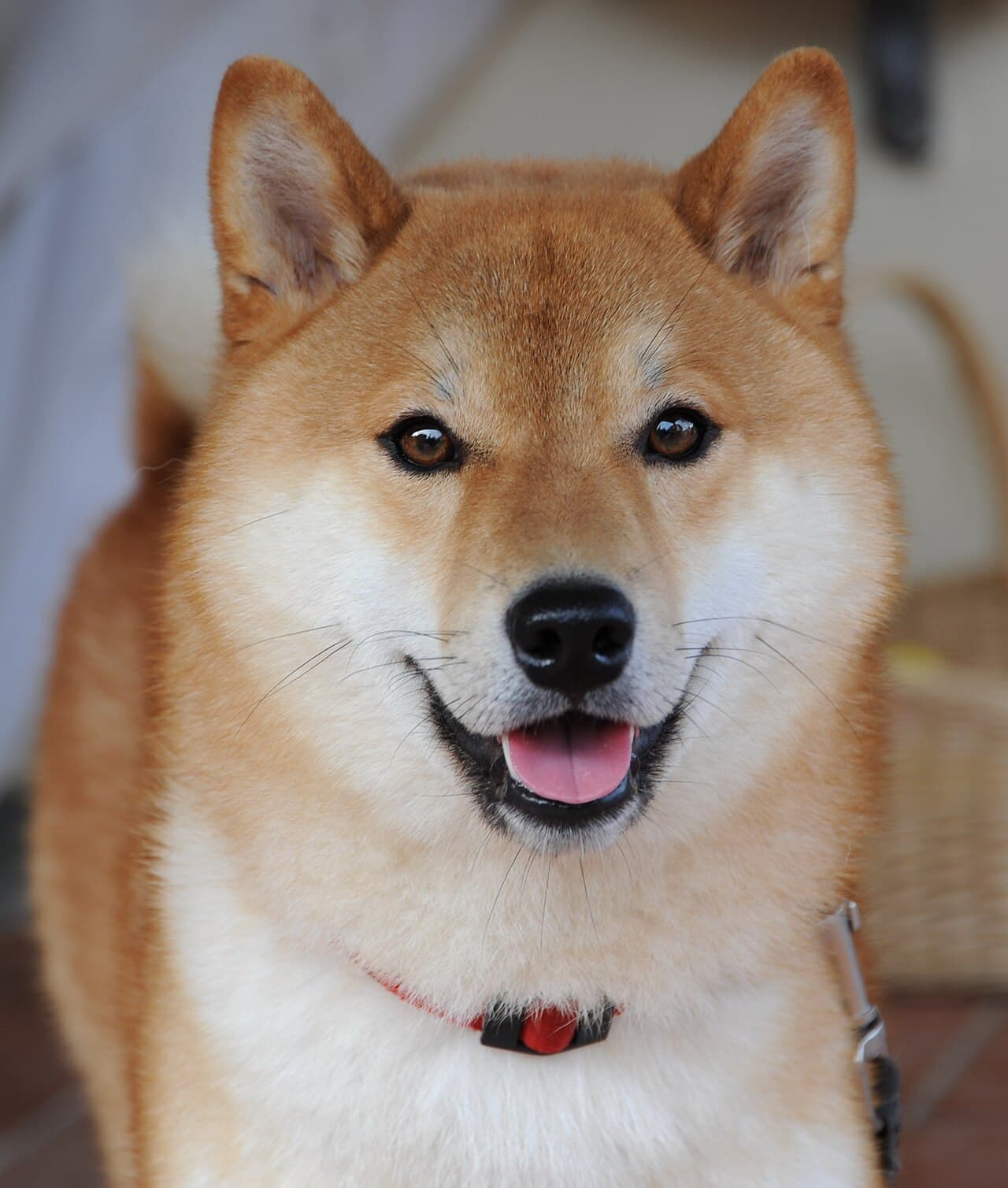 Shiba — przedstawiciel rasy