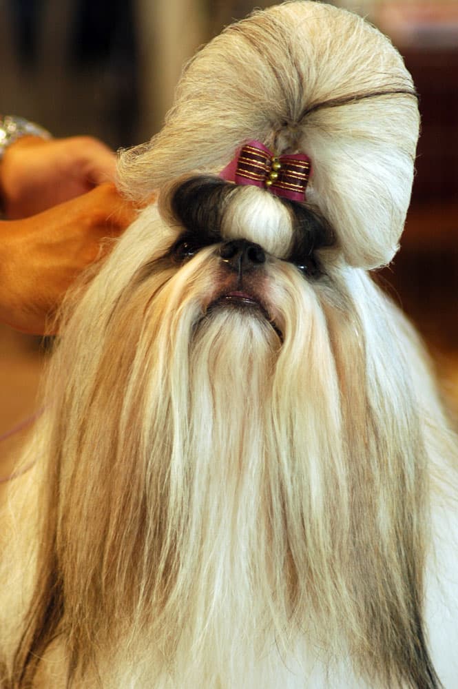 Shih Tzu — przedstawiciel rasy