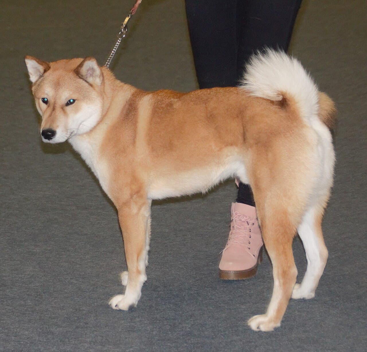 Shikoku — przedstawiciel rasy