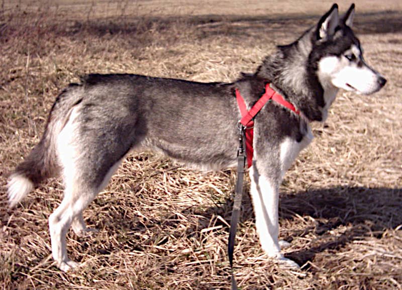 Siberian Husky — przedstawiciel rasy