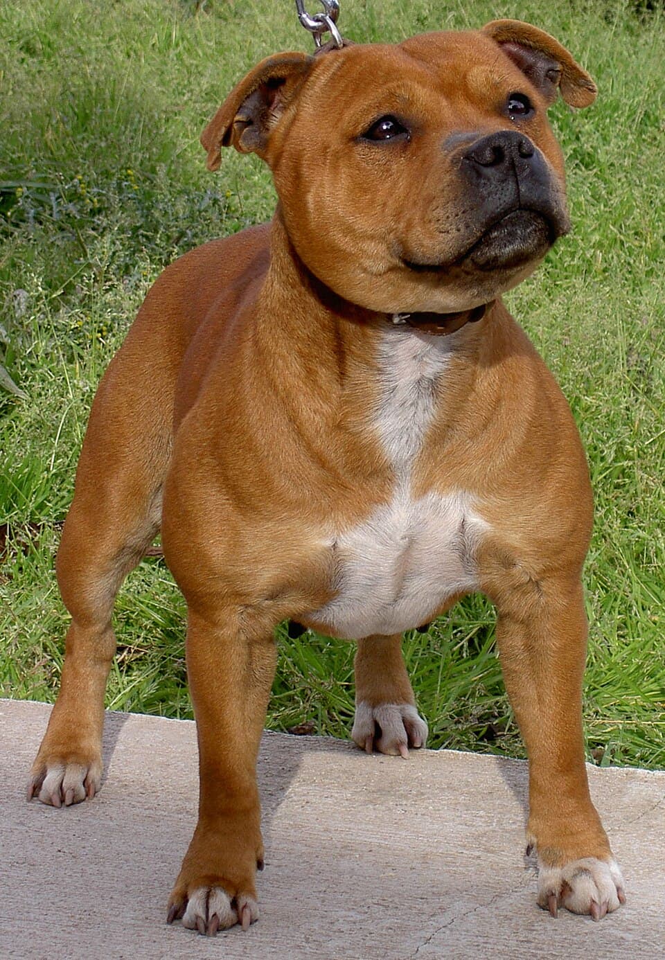 Staffordshire Bull Terrier — przedstawiciel rasy