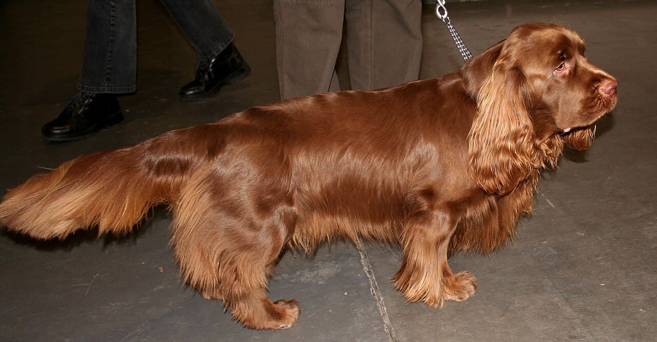 Sussex Spaniel — przedstawiciel rasy