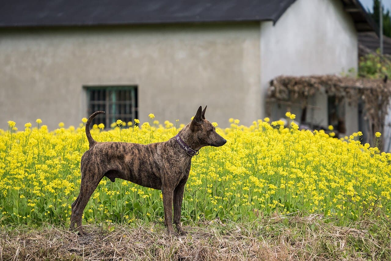 Taiwan Dog — przedstawiciel rasy