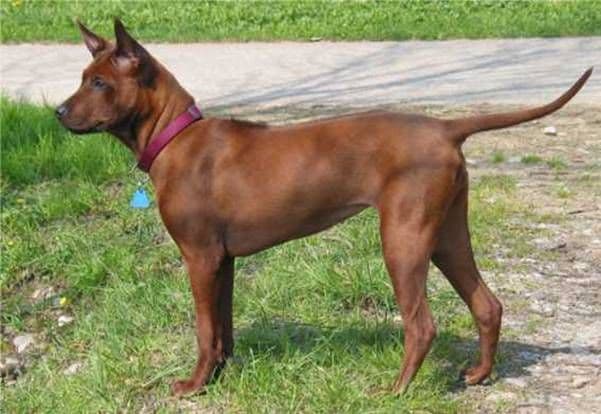 Thai Ridgeback Dog — przedstawiciel rasy