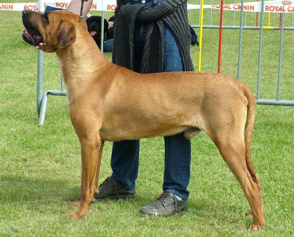 Tosa — przedstawiciel rasy