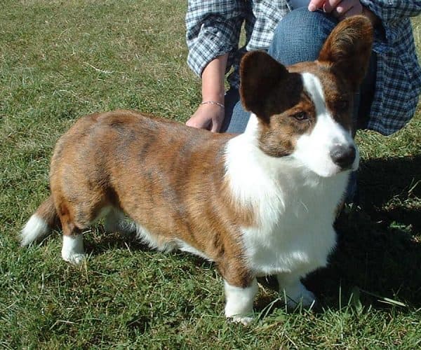 Welsh Corgi Cardigan — przedstawiciel rasy