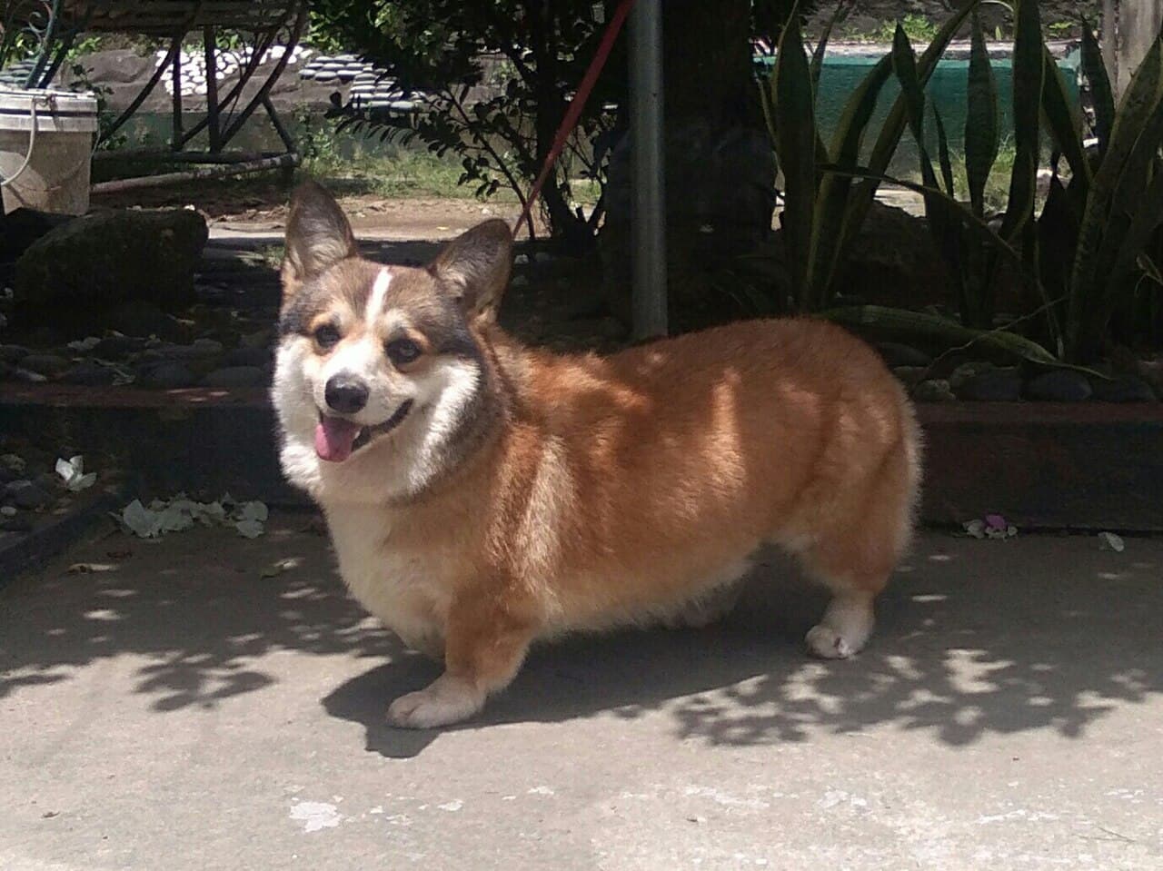 Welsh Corgi Pembroke — przedstawiciel rasy