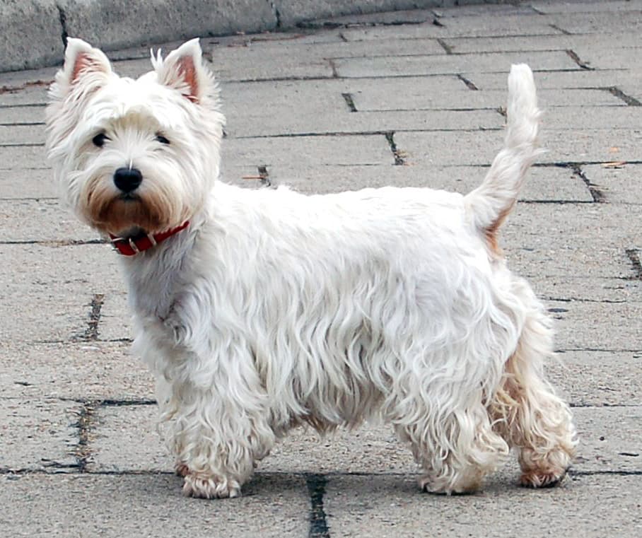 West Highland White Terrier — przedstawiciel rasy